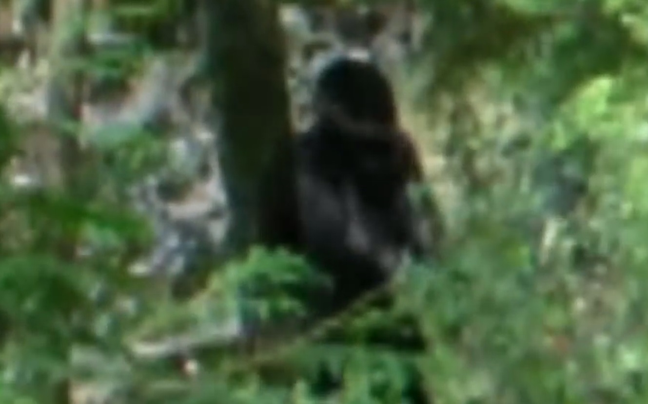 2 For 1 Bigfoot Video 2 For 1 Bigfoot Video