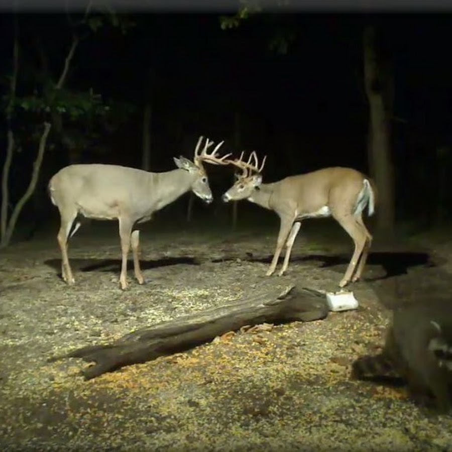 Is there enough food for Bigfoot?